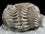 Wide, Enrolled Eldredgeops Trilobite - Ohio #55450-3
